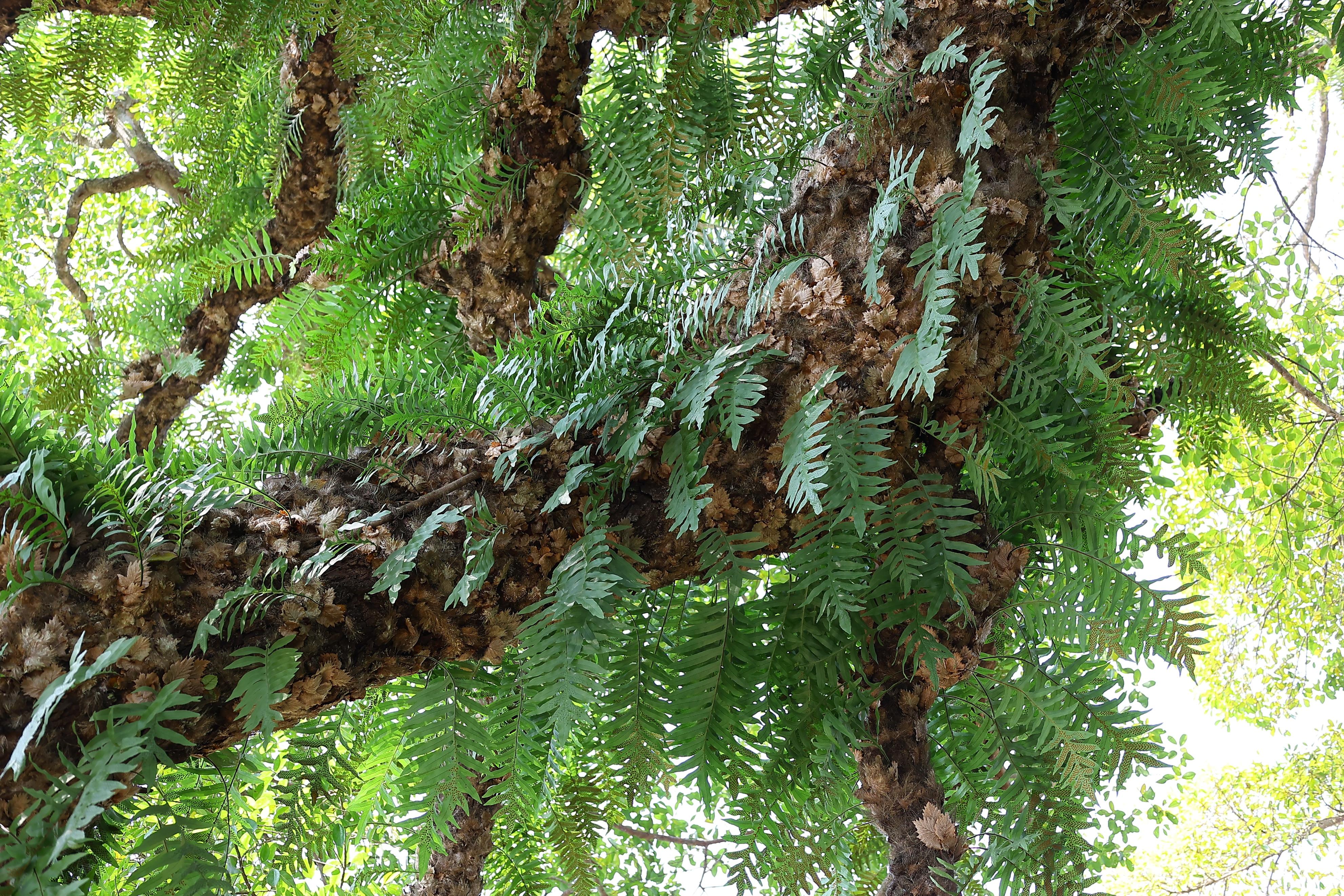 高近20米,3人才能合抱的布惊树,成了梅县大坪独特的风景