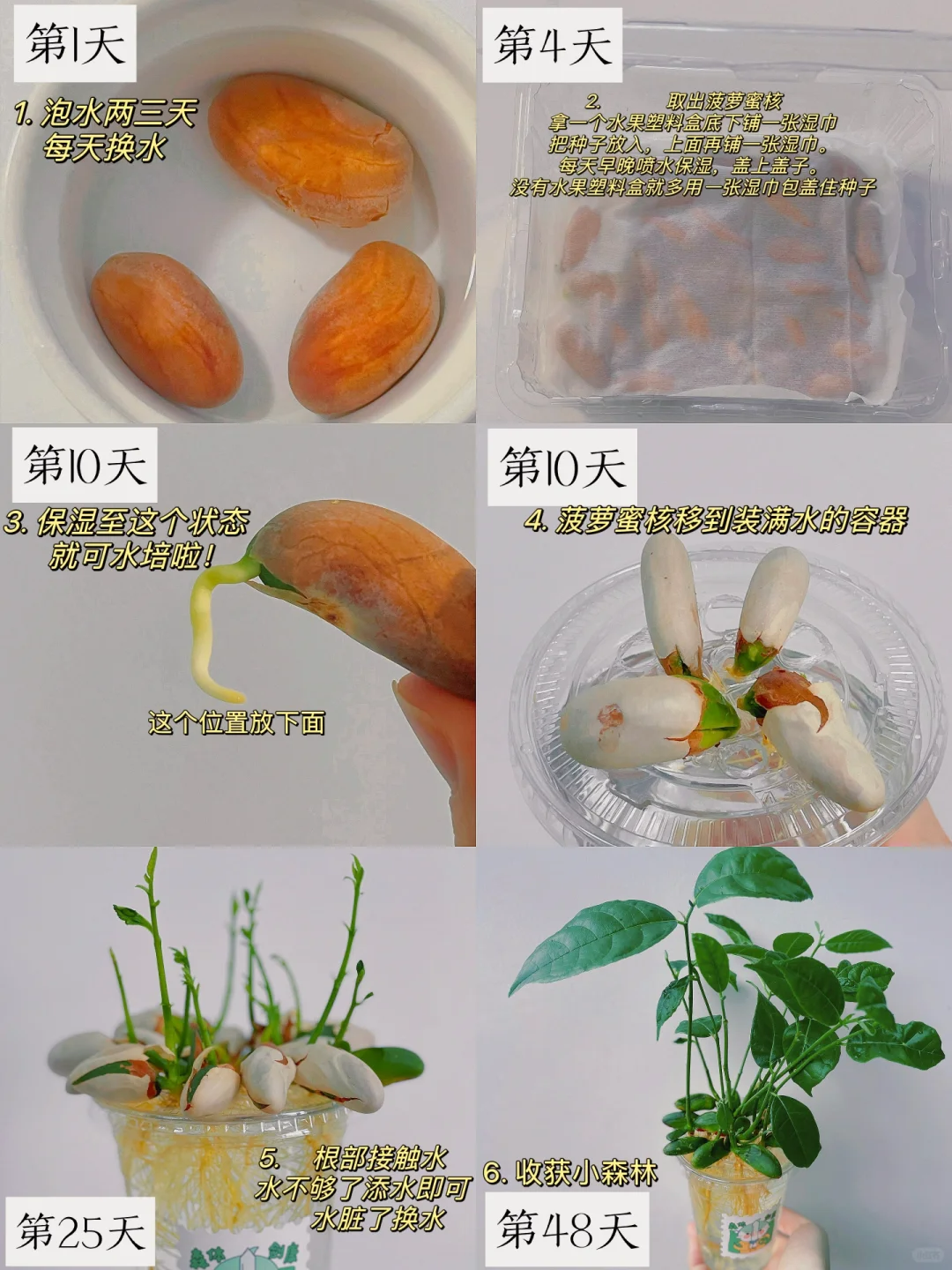 菠萝蜜核水培方法图片