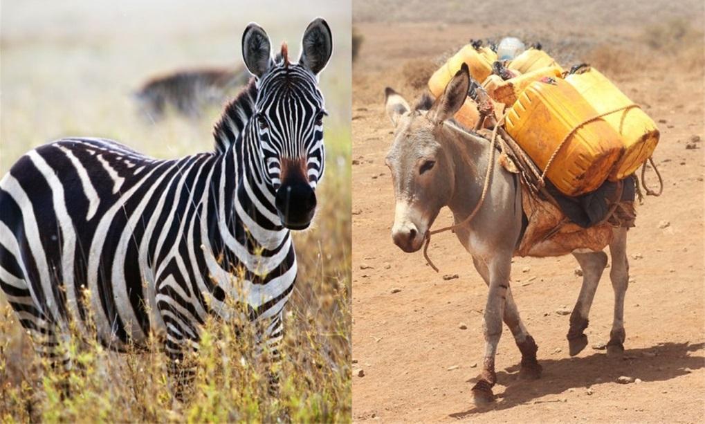 世界上罕见的10种杂交动物,你见过几个?