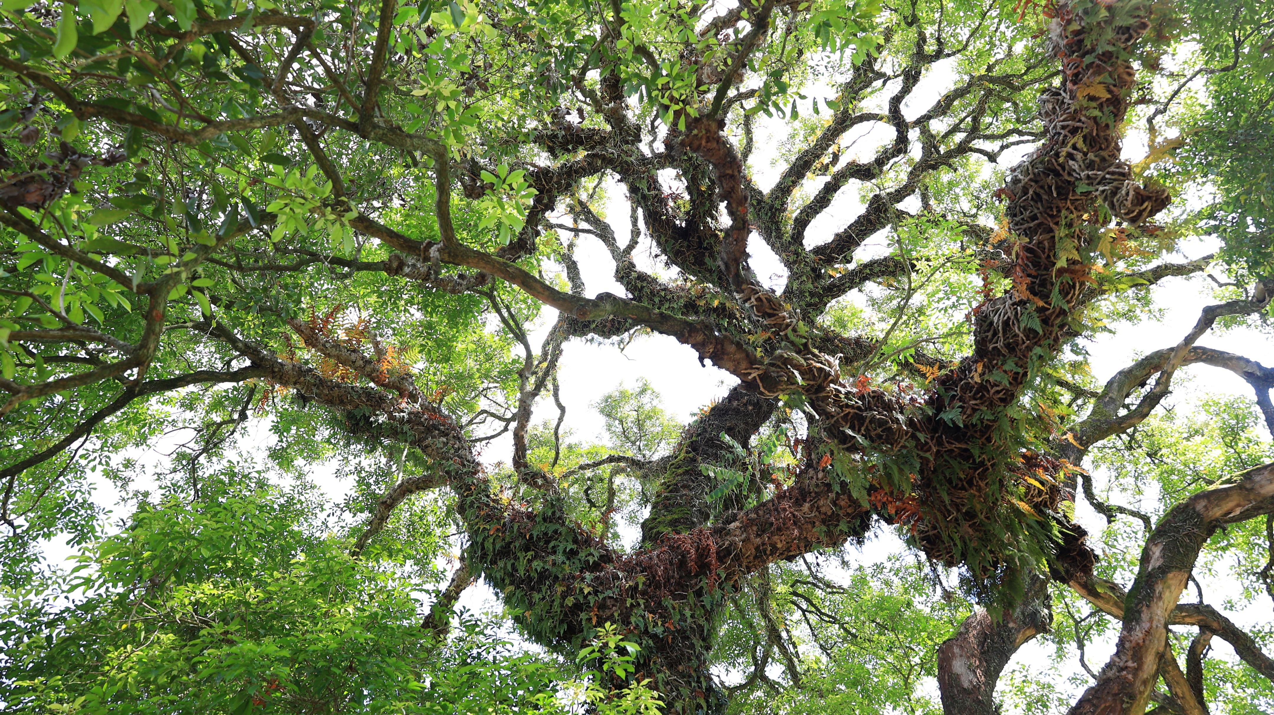 高近20米,3人才能合抱的布惊树,成了梅县大坪独特的风景