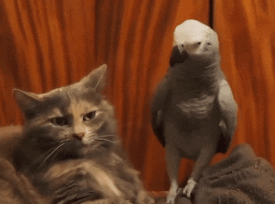 540_400gif 动态图 动图