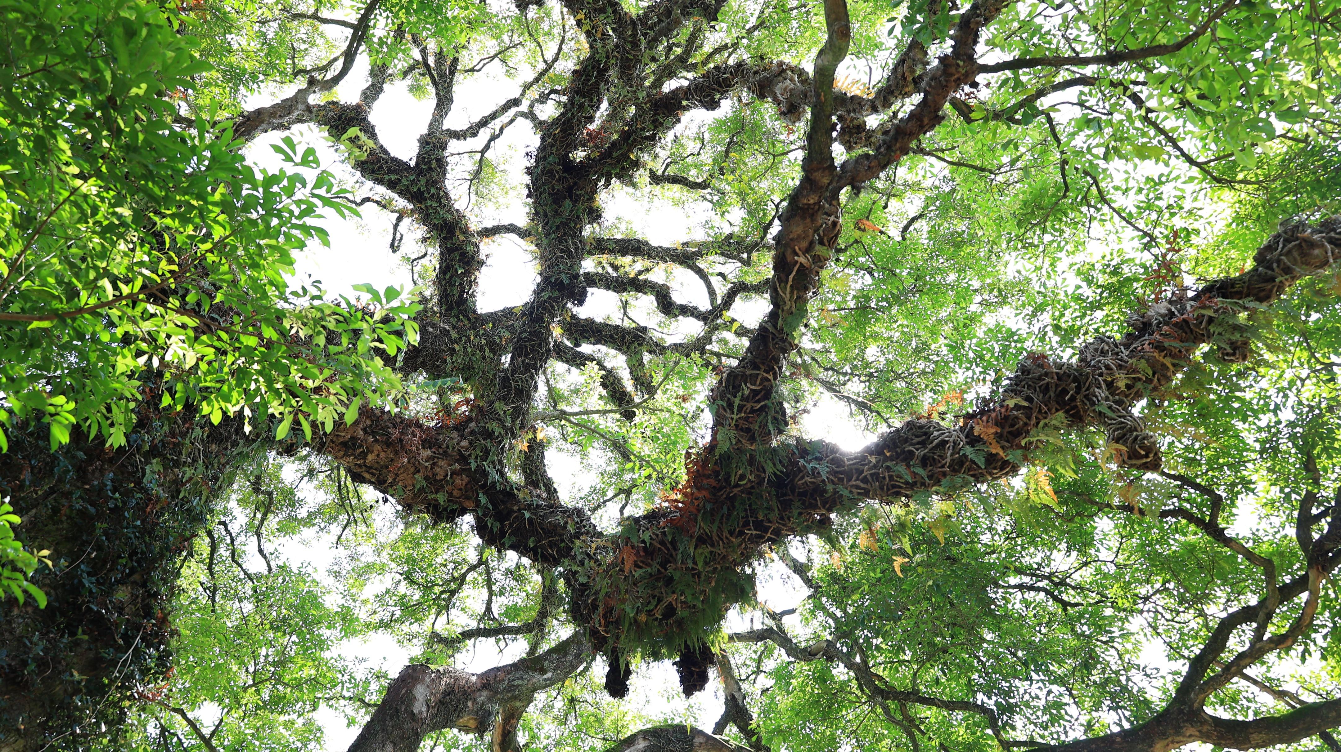 高近20米,3人才能合抱的布惊树,成了梅县大坪独特的风景