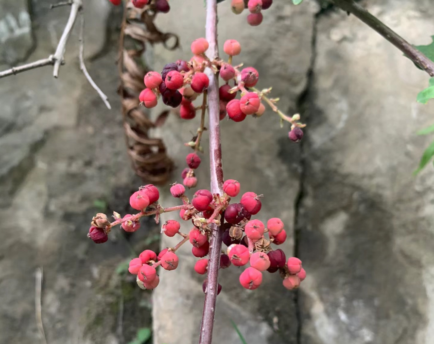 这植物被诅咒长不高,俗称“马桑”,果子有剧毒,小心!