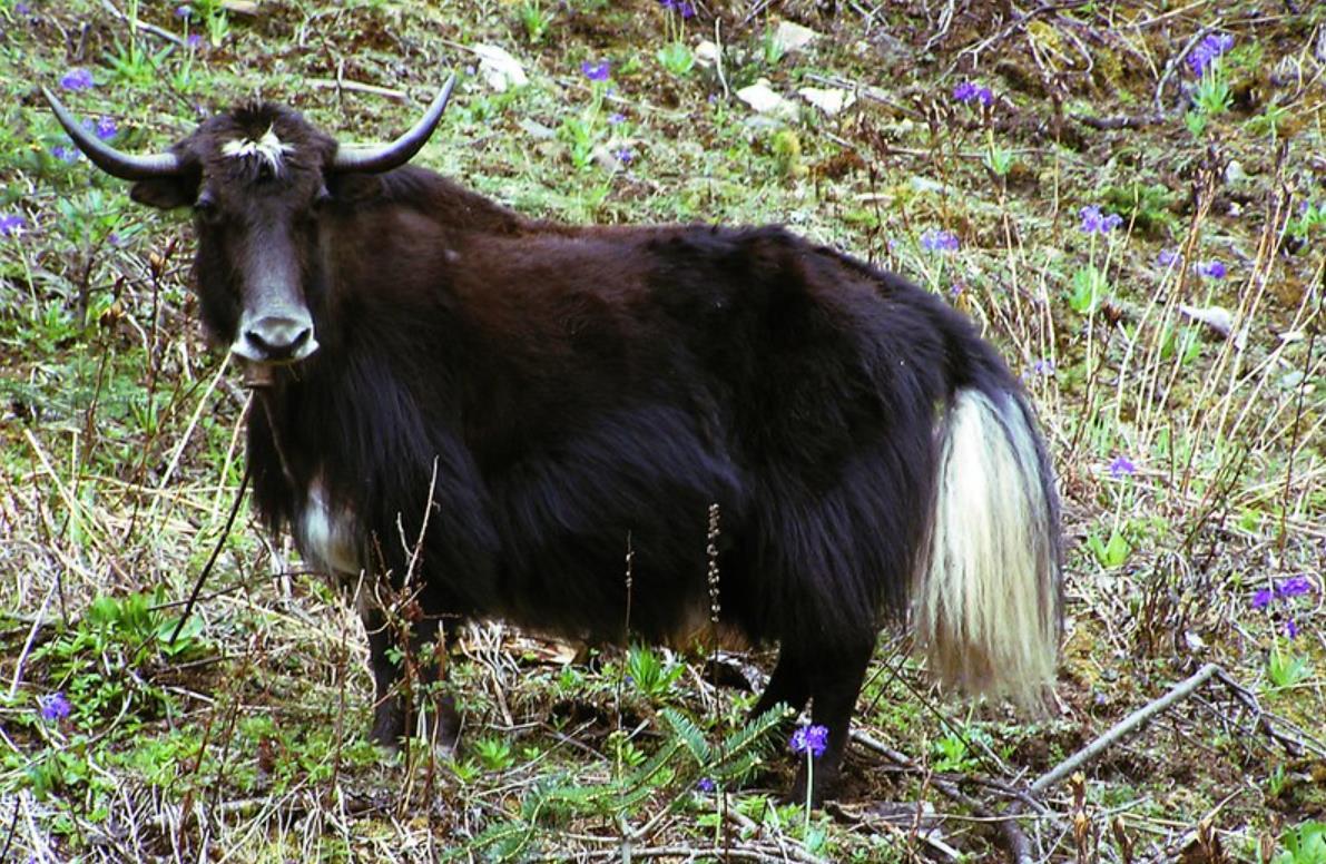 世界上罕见的10种杂交动物,你见过几个?