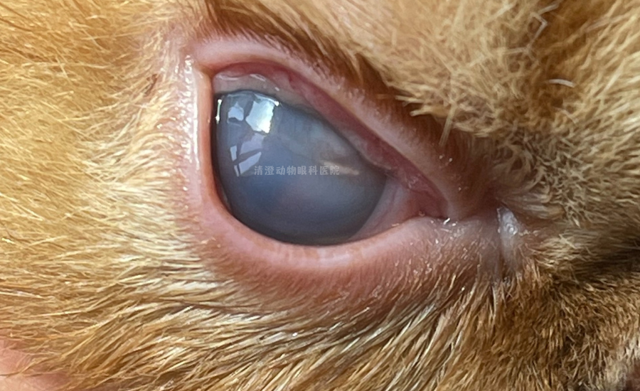 加菲猫眼睛发炎肿大,角膜溃烂,大泡性角膜炎,滴药治疗痊愈