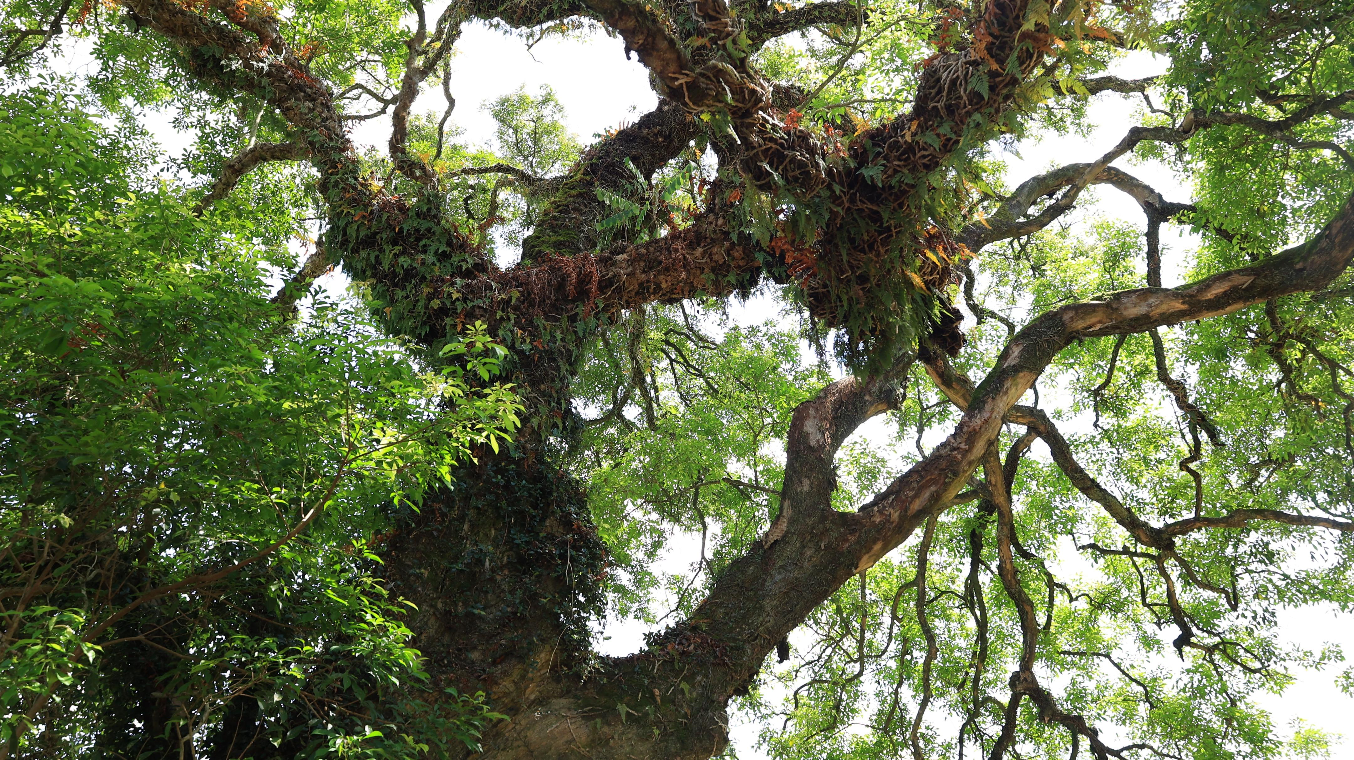 高近20米,3人才能合抱的布惊树,成了梅县大坪独特的风景