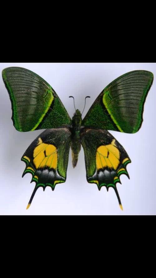 世界十大珍稀昆虫