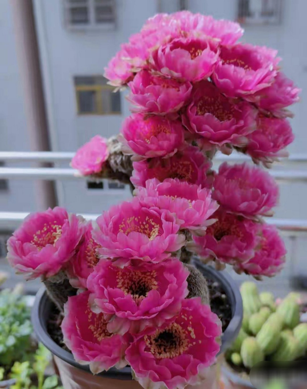 第一次见仙人掌开花这么漂亮的.