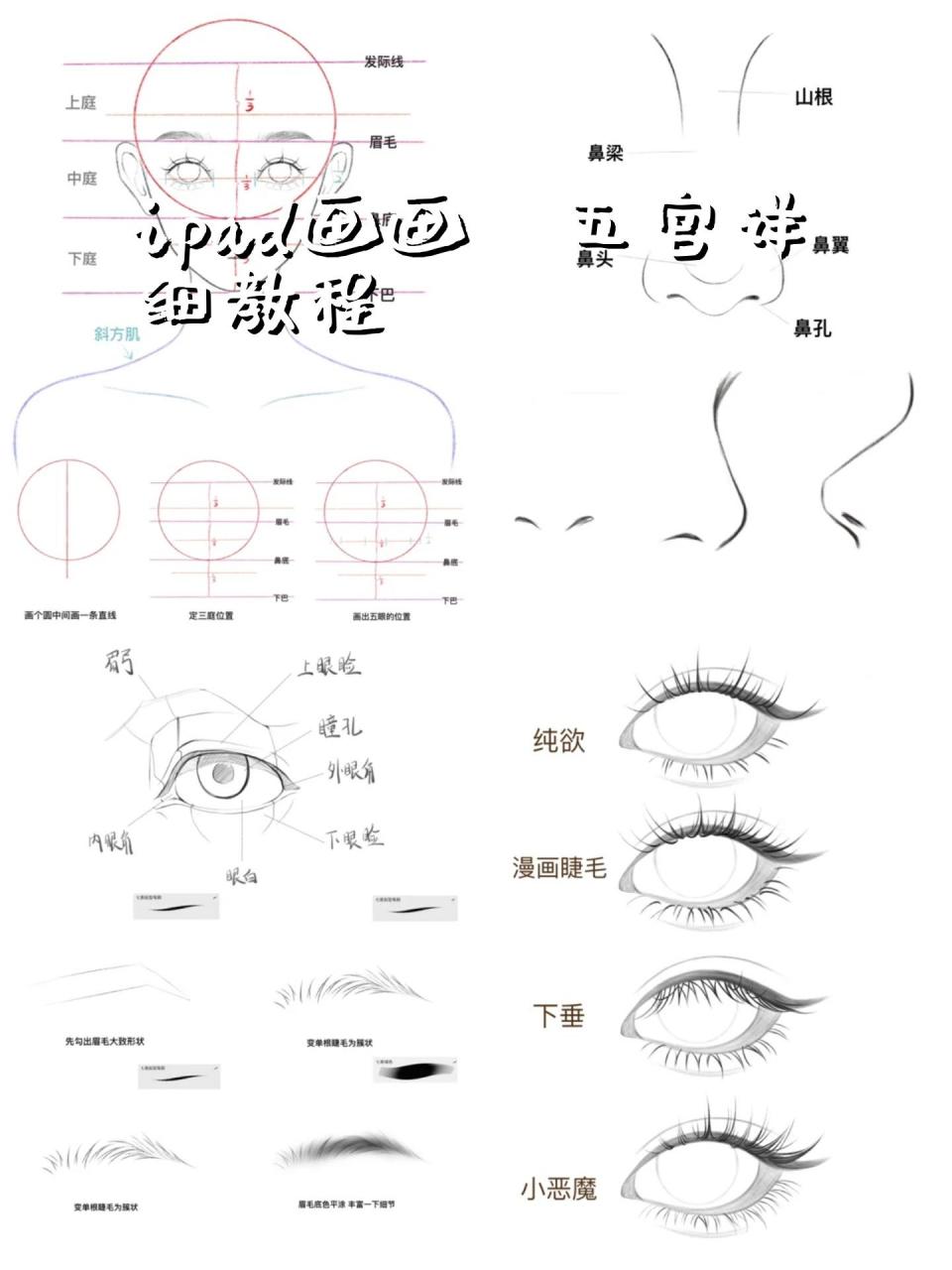 新手教你如何简单的画正脸