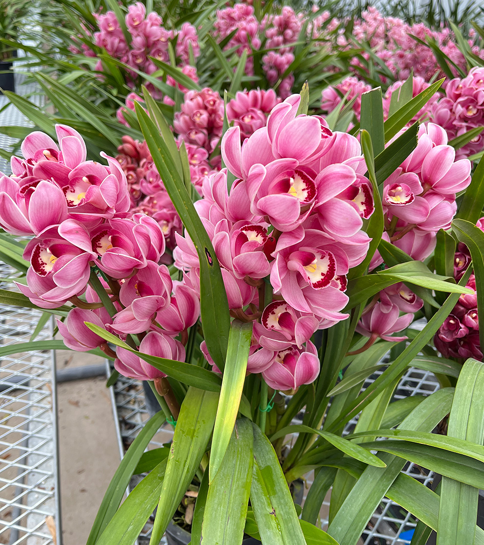 大花蕙兰之"红粉佳人":寓意着温柔,甜美和迷人的气质