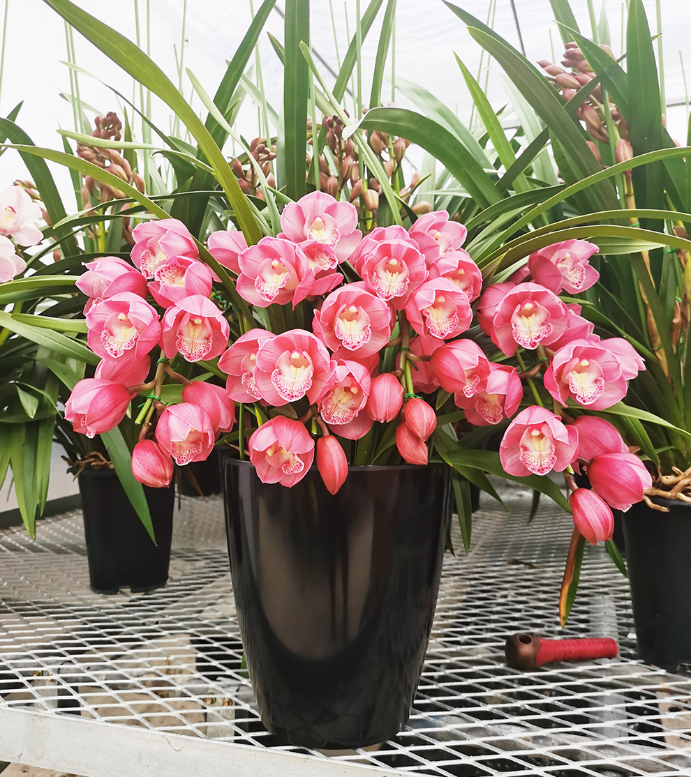 大花蕙兰之"红粉佳人":寓意着温柔,甜美和迷人的气质