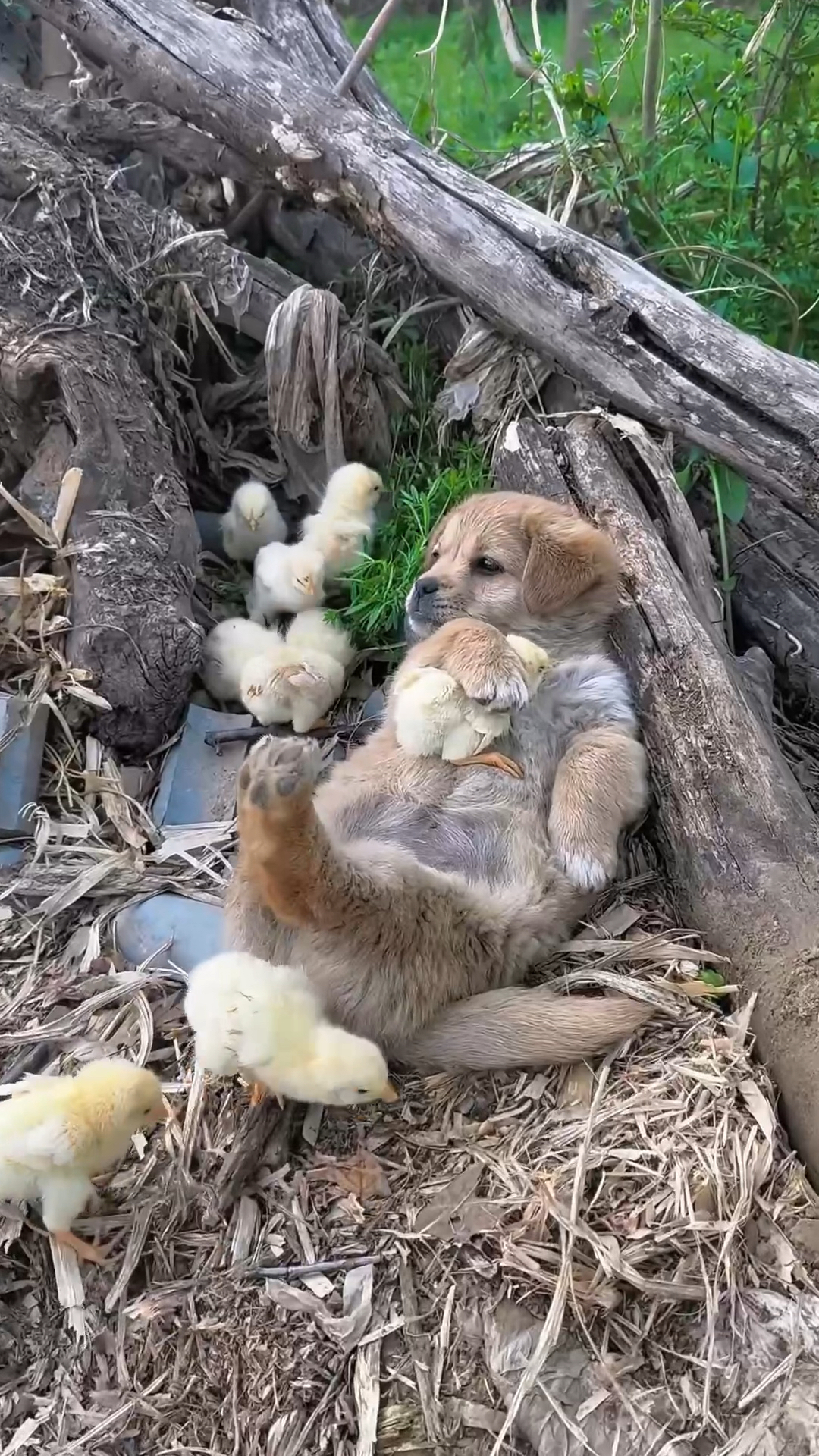 鸡了狗子的植物图片图片