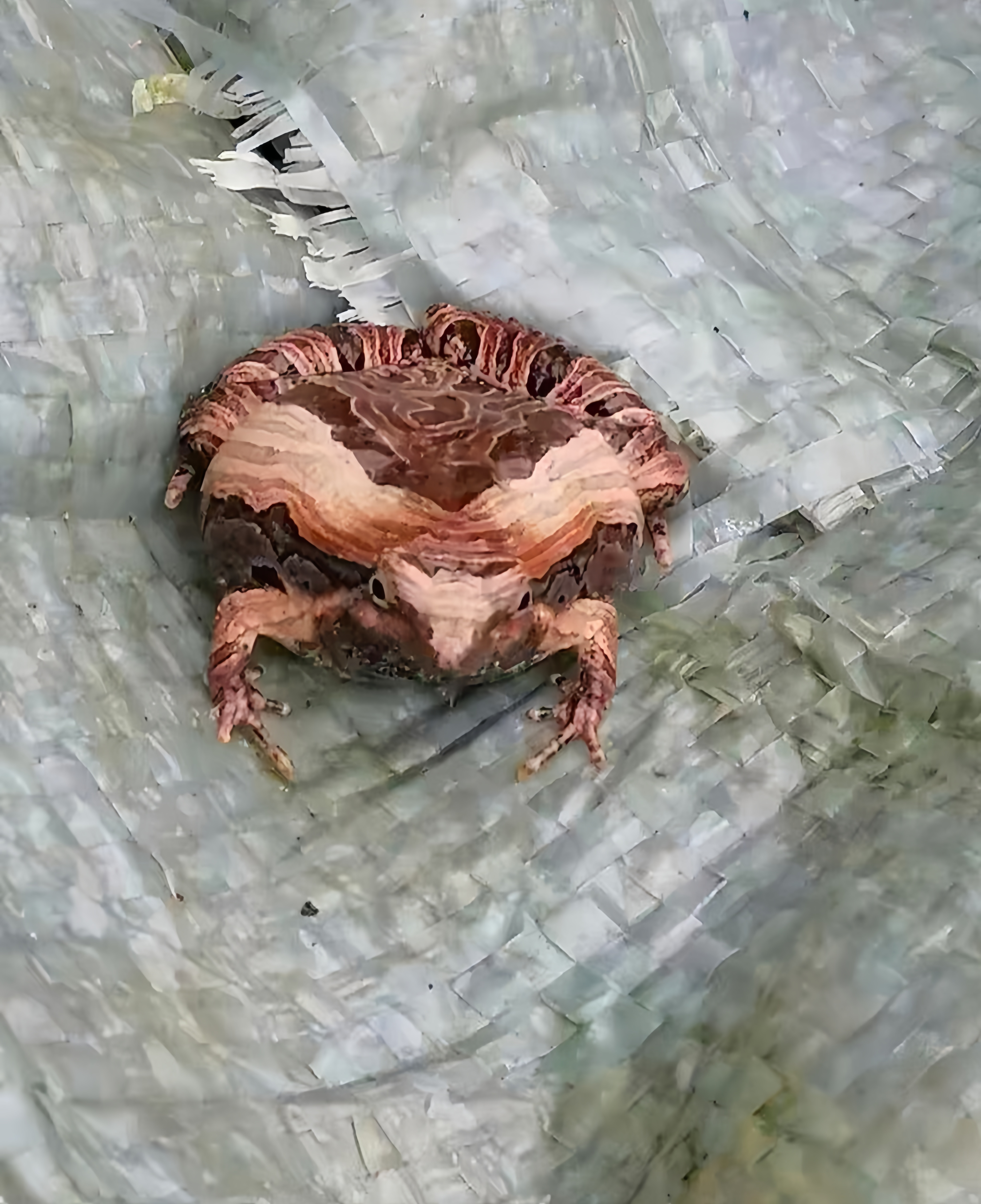 一般常见的蛙都是绿色的蛙,像这种棕褐色又有条纹颜色的蛙一般很少见