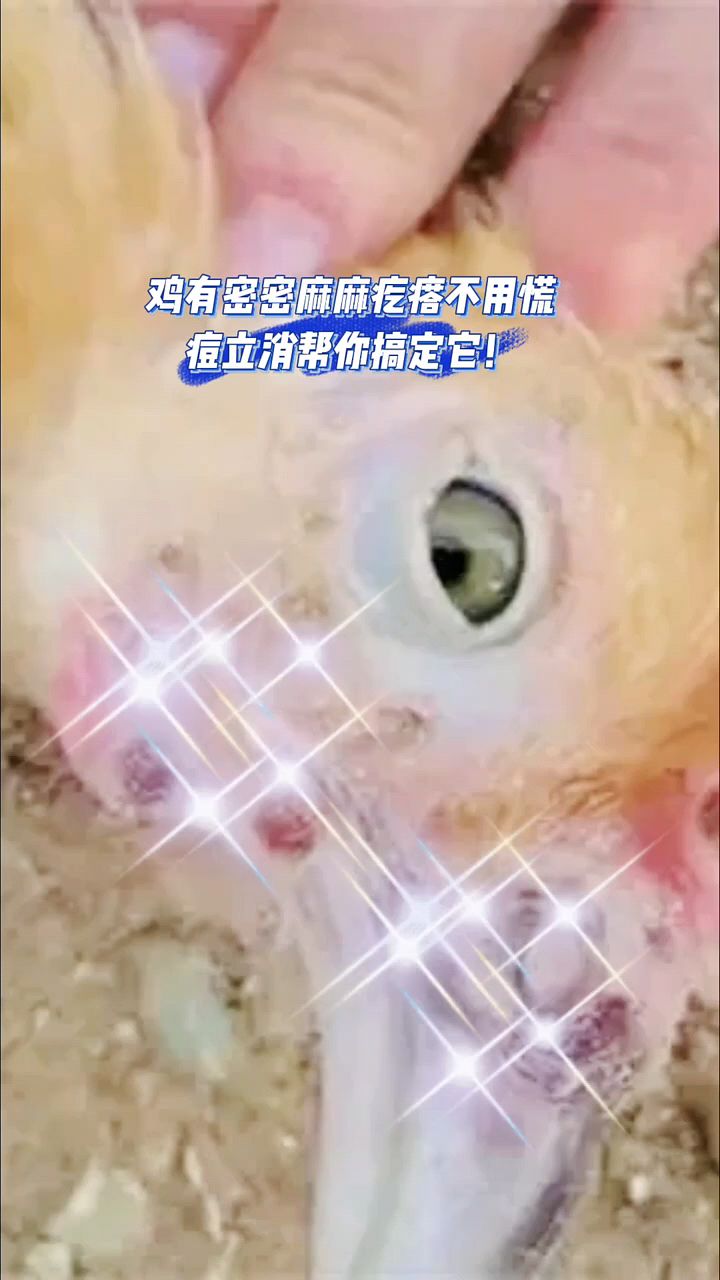 看看鸡身上都是密密麻麻的痘痘
