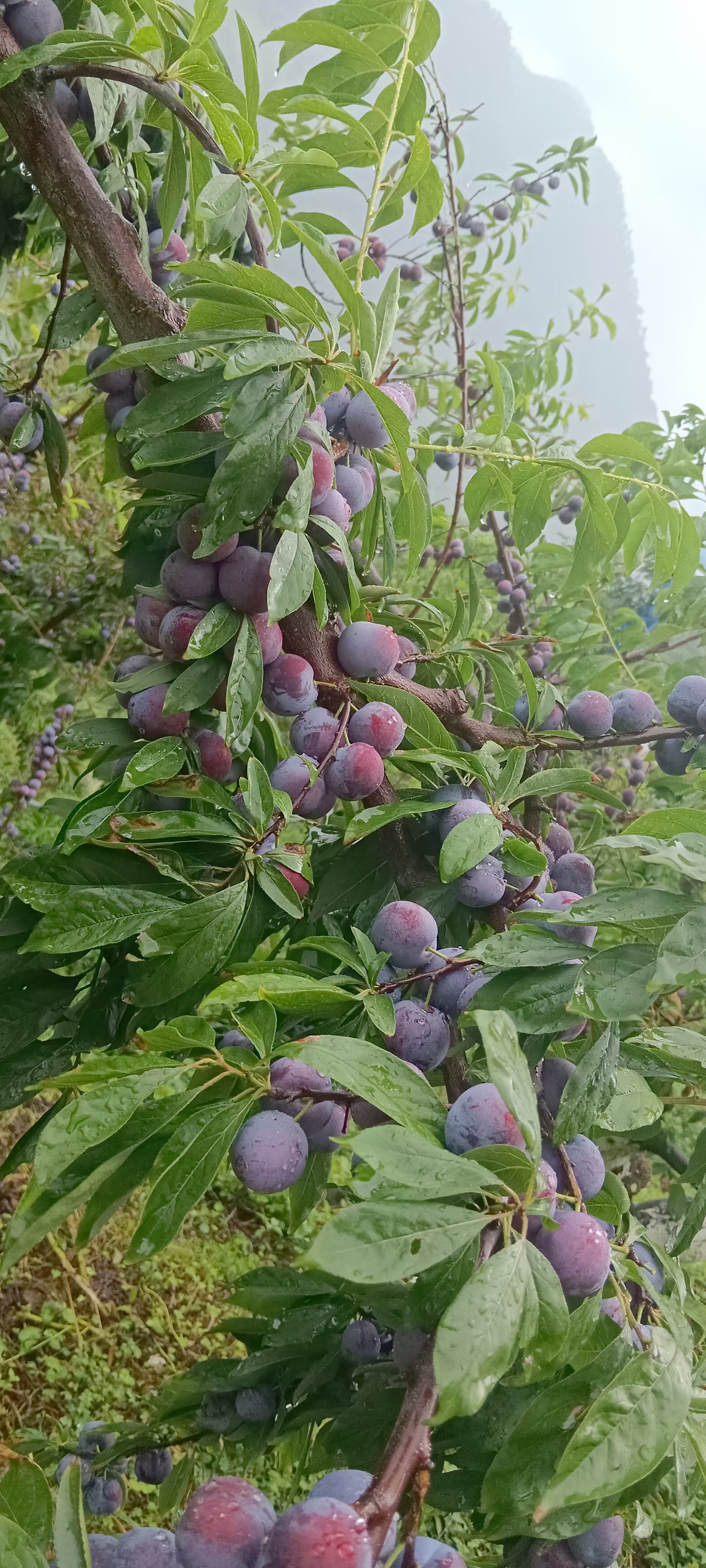 图文动态同步大赛# 表妹顶着雨给你们摘李子发货,都湿身了,都没有人