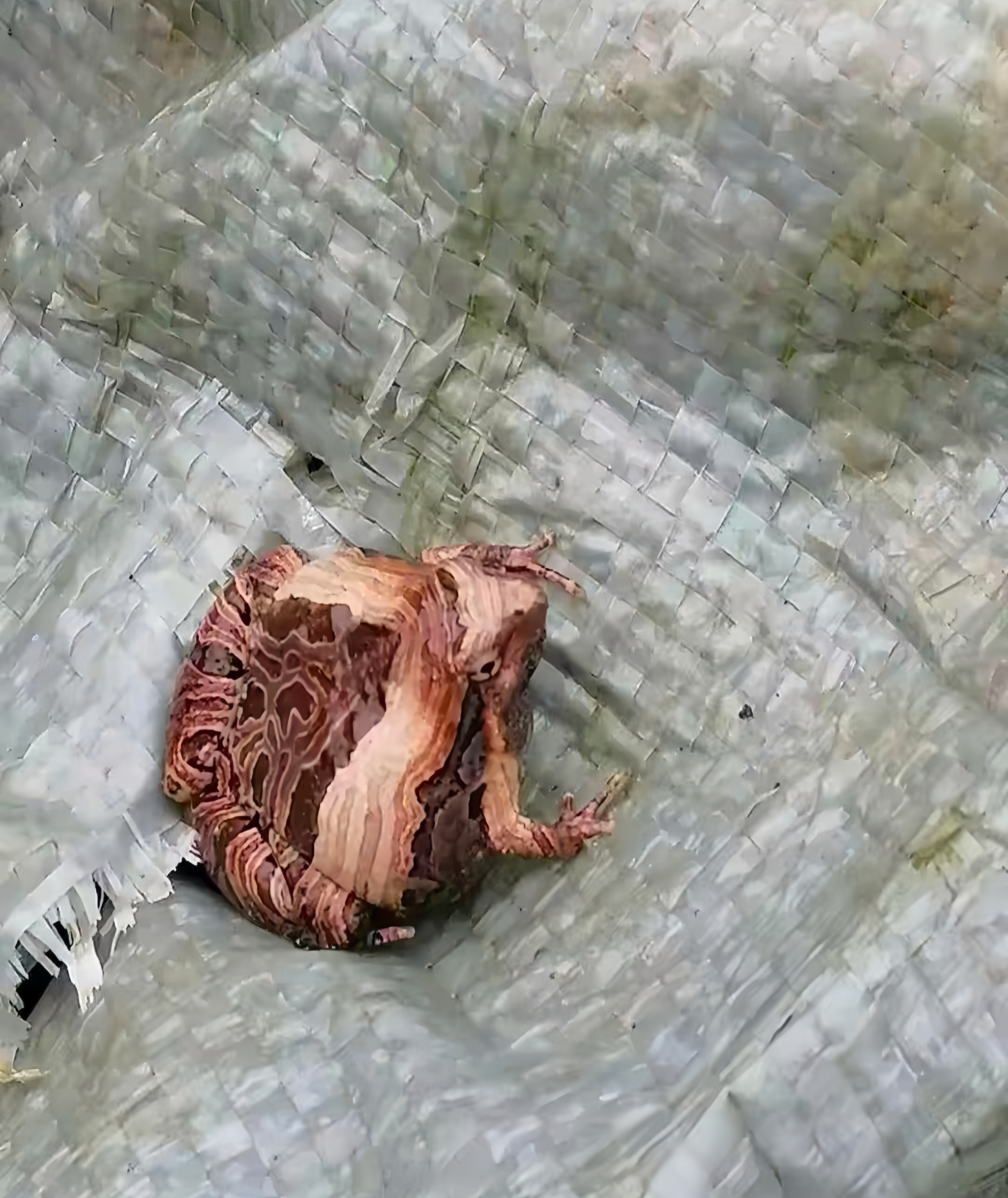 一般常见的蛙都是绿色的蛙,像这种棕褐色又有条纹颜色的蛙一般很少见