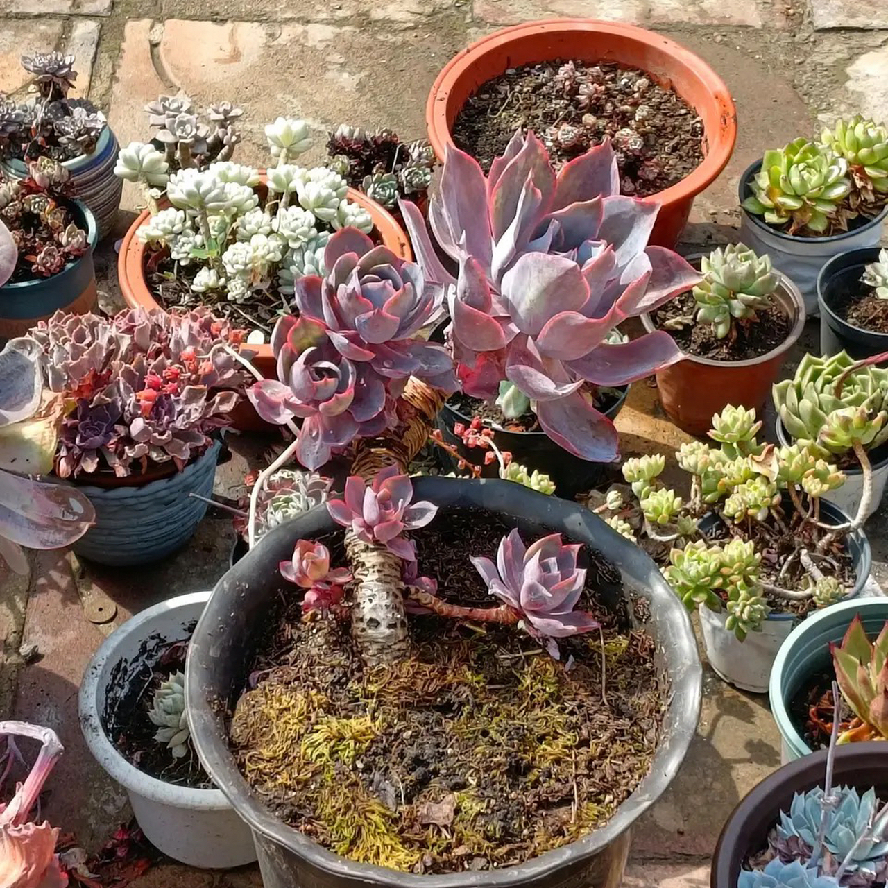 多肉晚霞的老桩,这样的形态可不多见,既有悬崖桩的姿态也爆了不少侧芽