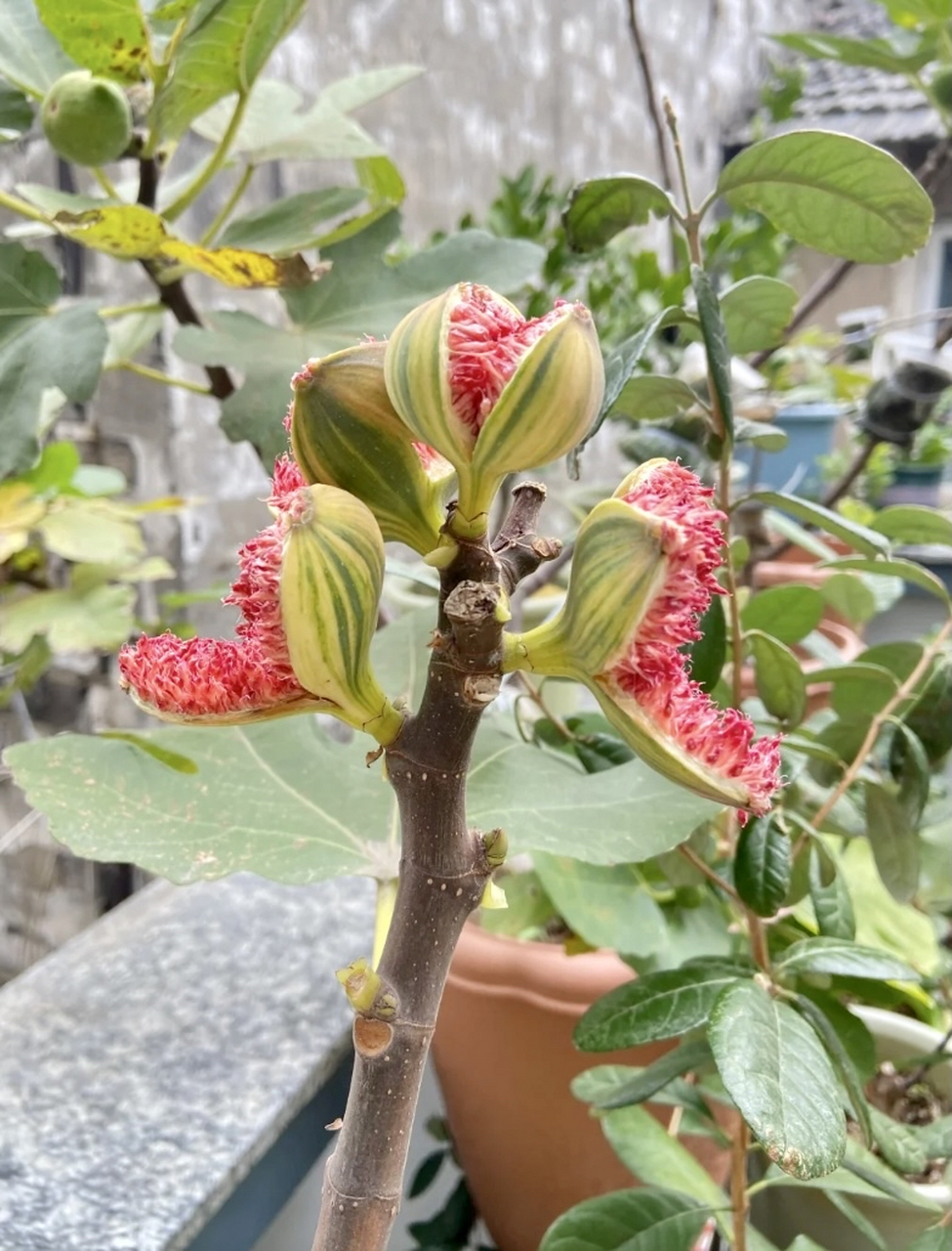 动态夏日征集令# 把无花果养出食人花的效果,就是植物大战僵尸里面的