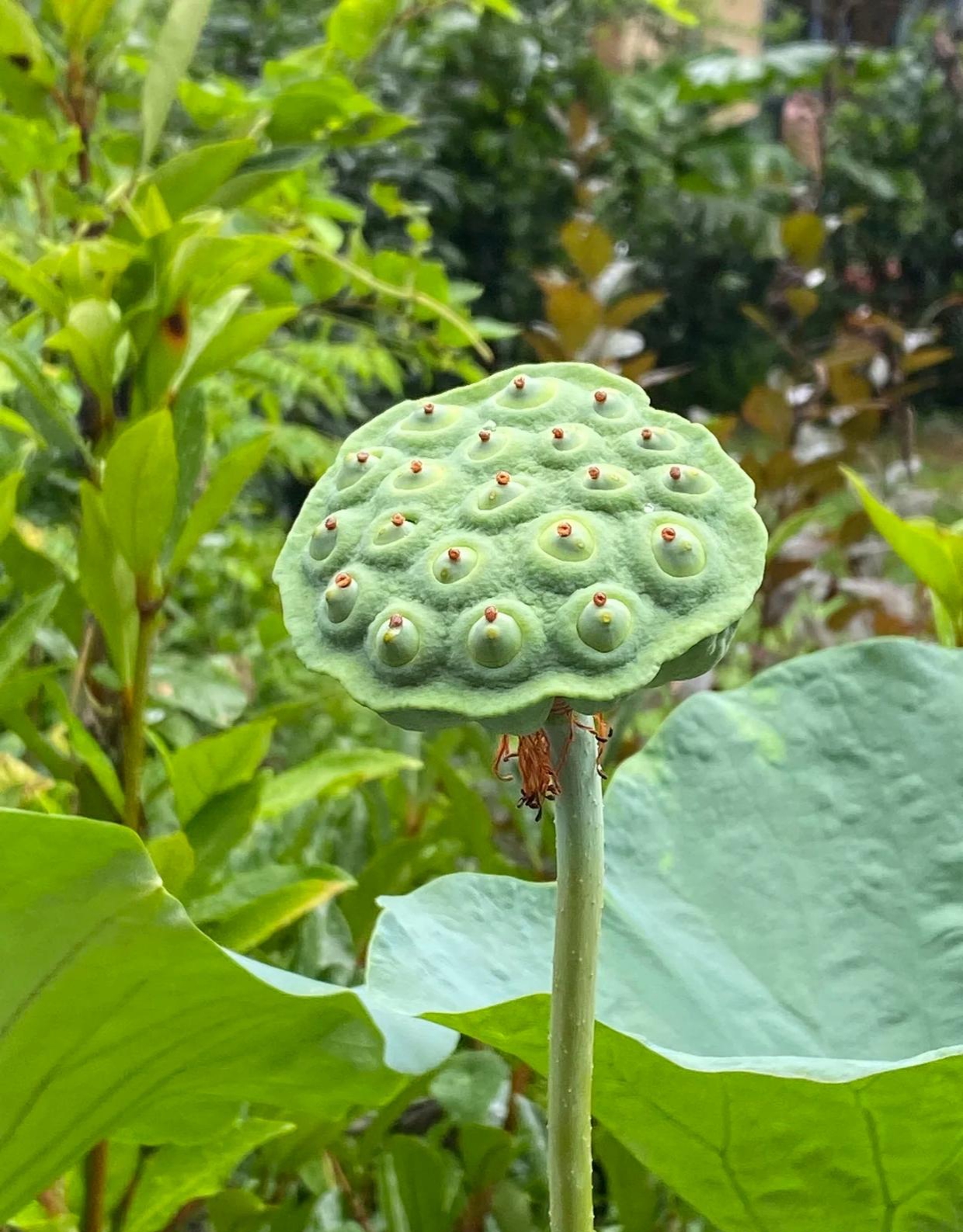 莲莲头上的图片