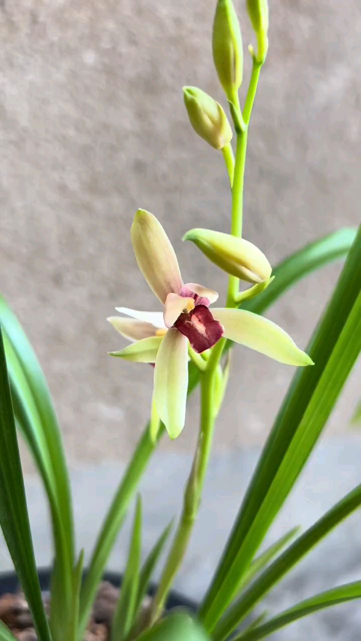 贵妃醉酒兰花叶子特征图片