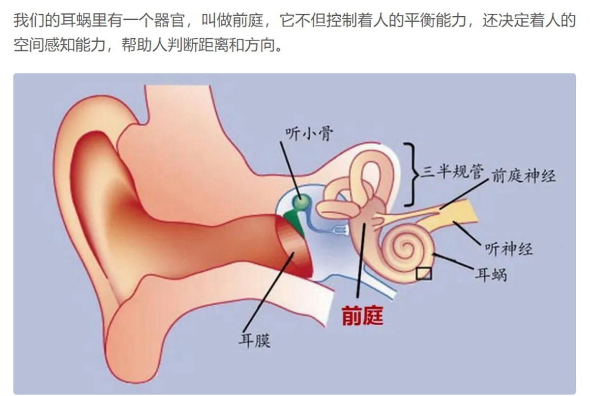 前庭神经 位置图片