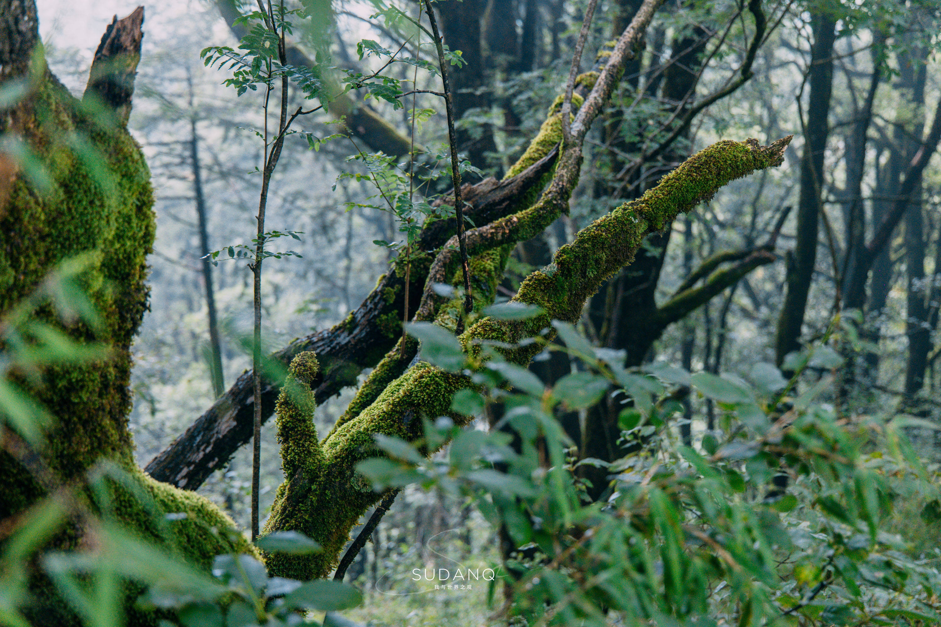 "逃离"大武汉,去神农架避暑!秘境长寿村曾有人活到了131岁