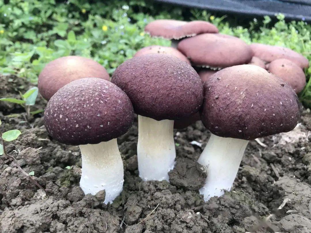 大球盖菇多少钱一斤?附大球盖菇栽培技术