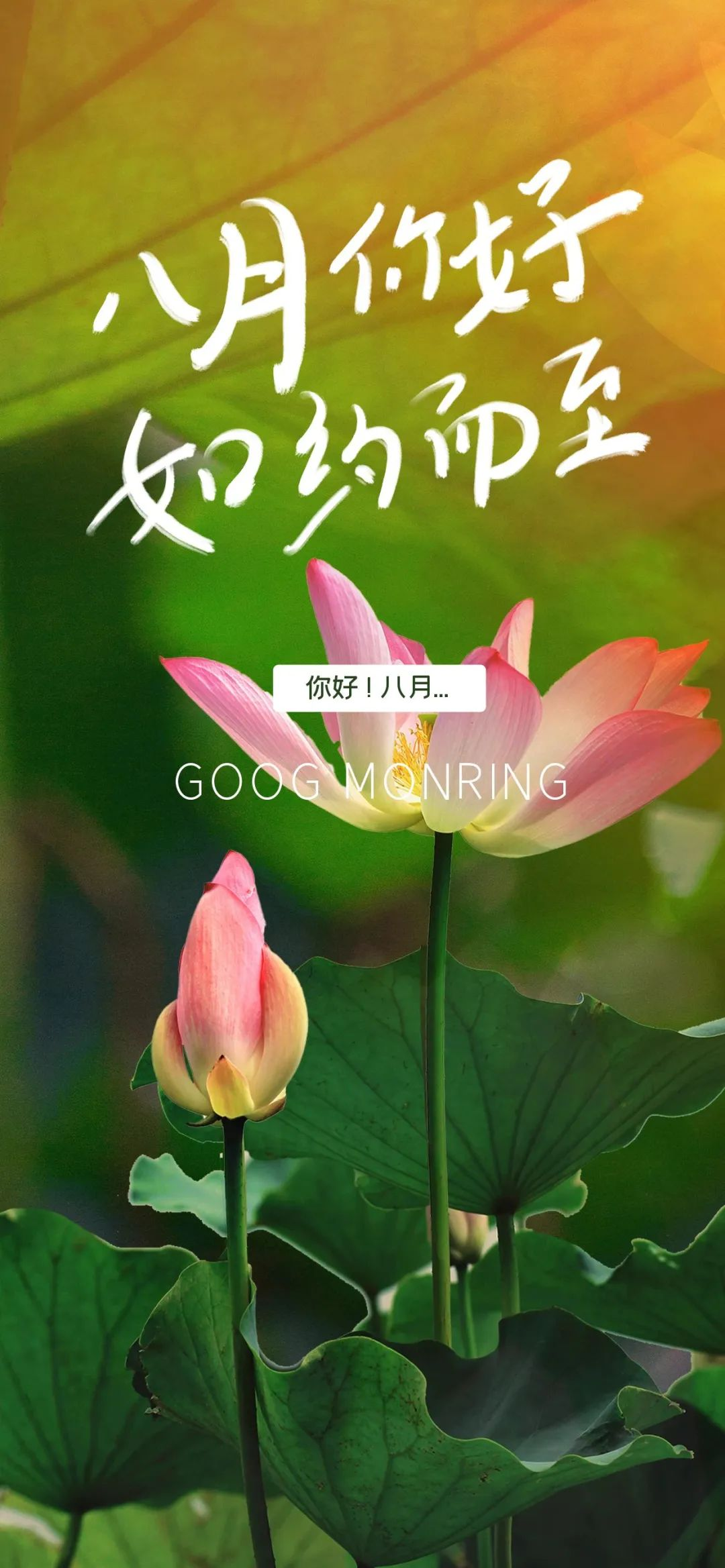 八月你好文案海报,8月发朋友圈的句子带图片