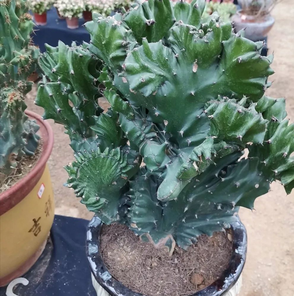 奇葩花卉大揭秘:又丑又臭,你家有这些花吗?