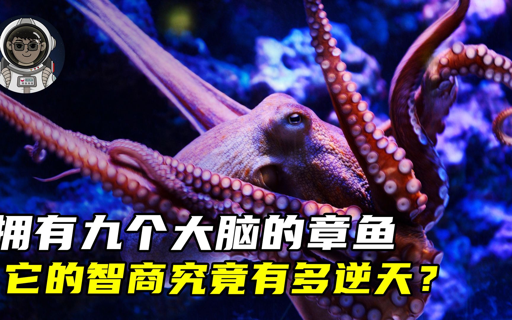 章鱼拥有9个大脑能编辑基因,智商很高,为什么没发展出文明?