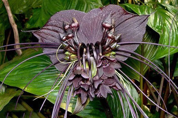 奇葩花卉大揭秘:又丑又臭,你家有这些花吗?