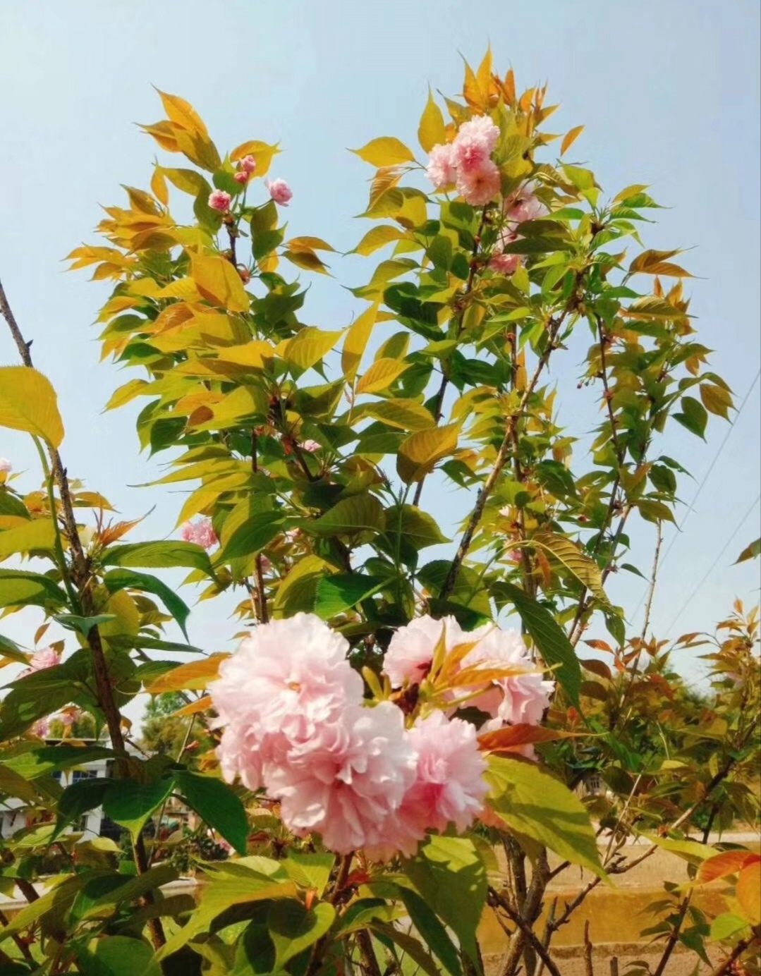 众多株日本晚樱树在阳光下挺立,满树粉色的晚樱花绚丽绽放.