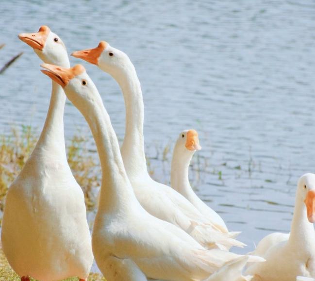 犹太人去村子收鹅,第一次100元收一只,第二次涨到了500元收一只,第三