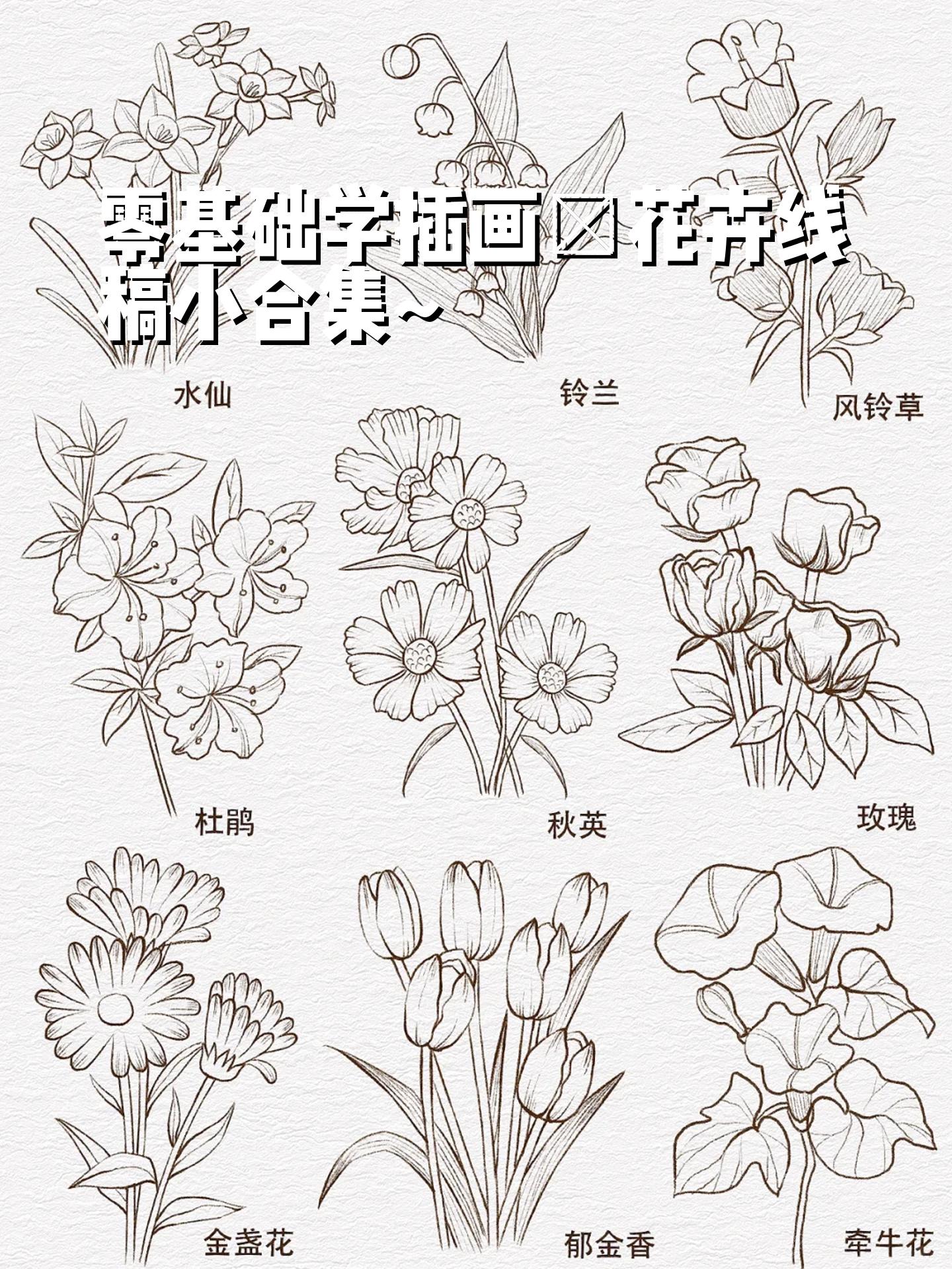 花卉线稿小合集~