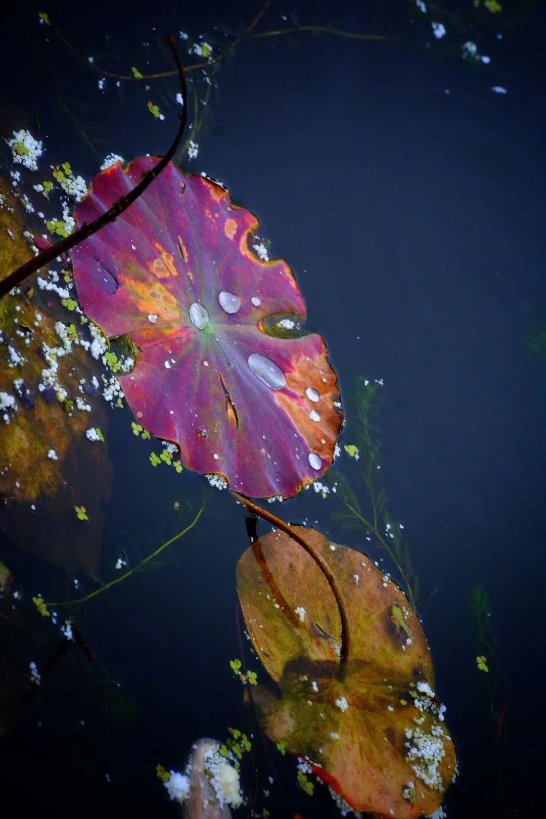 营口鲅鱼圈:雨后荷花尽显别样美 作者:任连宽 #振兴新