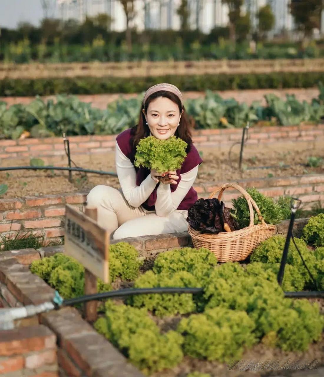 刘芳菲菜园摘菜