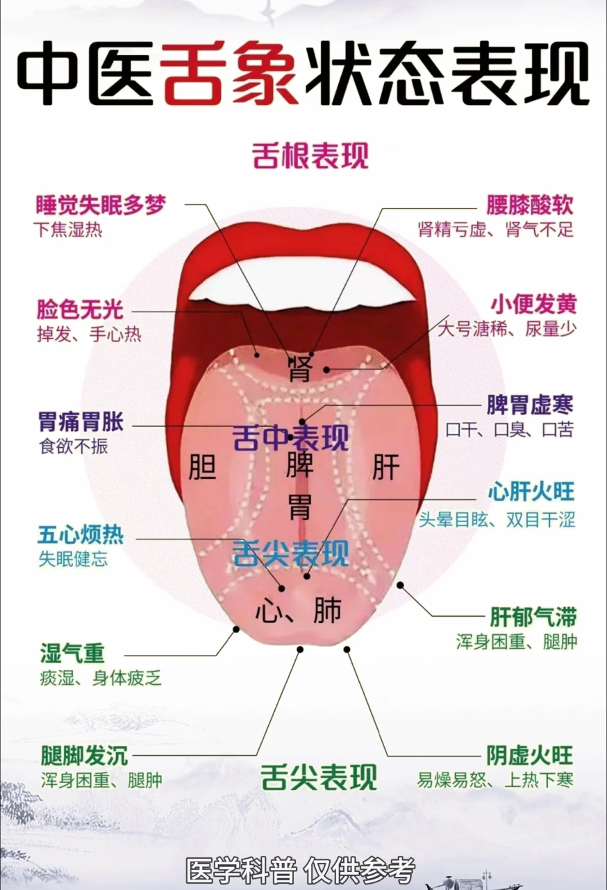 脏腑的精气会呈现在舌头上,脏腑的问题亦可以展现在舌象中#中医##舌