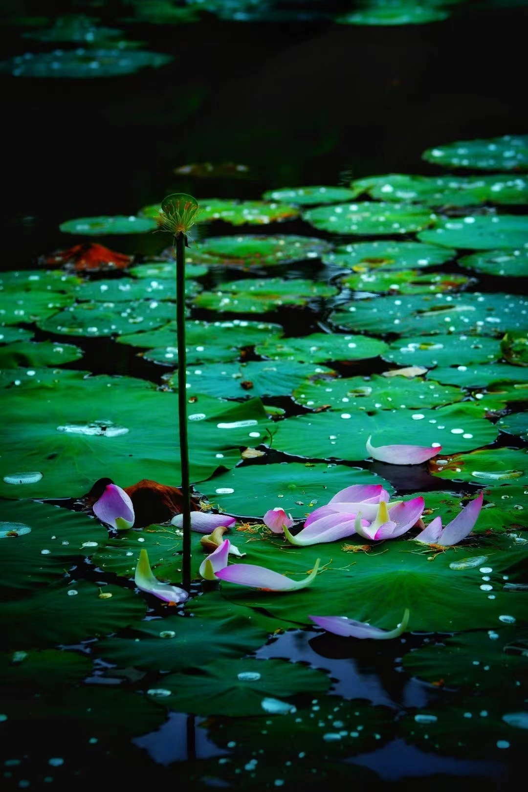 营口鲅鱼圈:雨后荷花尽显别样美 作者:任连宽 #振兴新