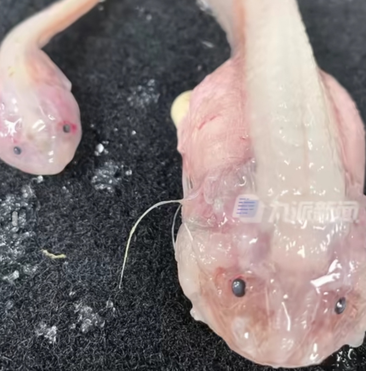 "蜗牛鱼"是迄今为止所纪录到的生活在海底最深处的鱼类!