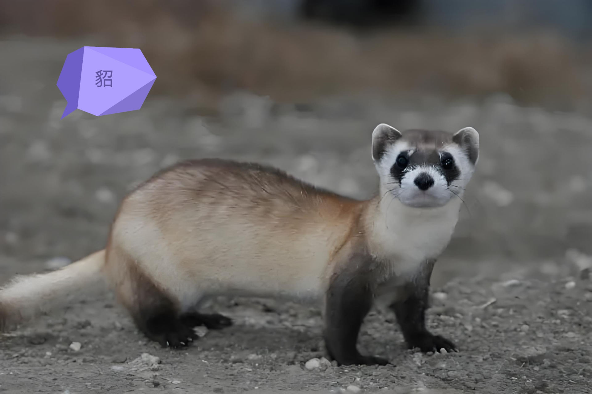 果子狸:灵猫科 花面狸属 貉:犬科  貉属 狗獾:鼬科  狗獾属 猪獾:鼬