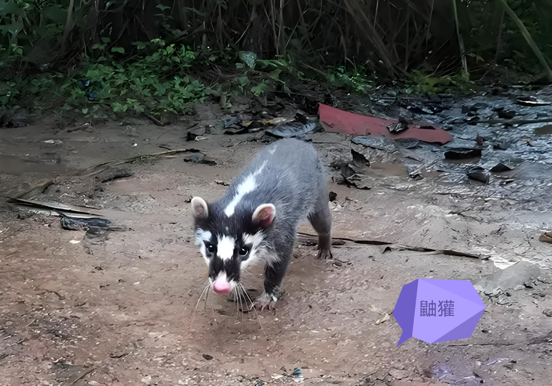 花果狸图片