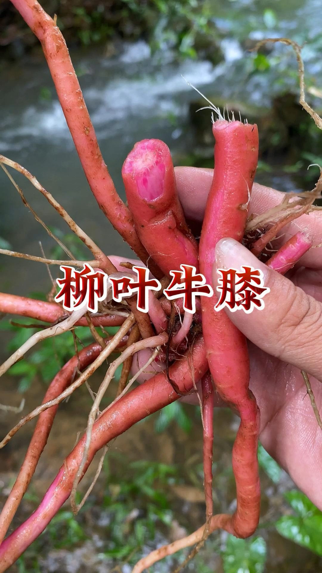 柳叶牛膝也叫"山牛膝",看看你认识吗?