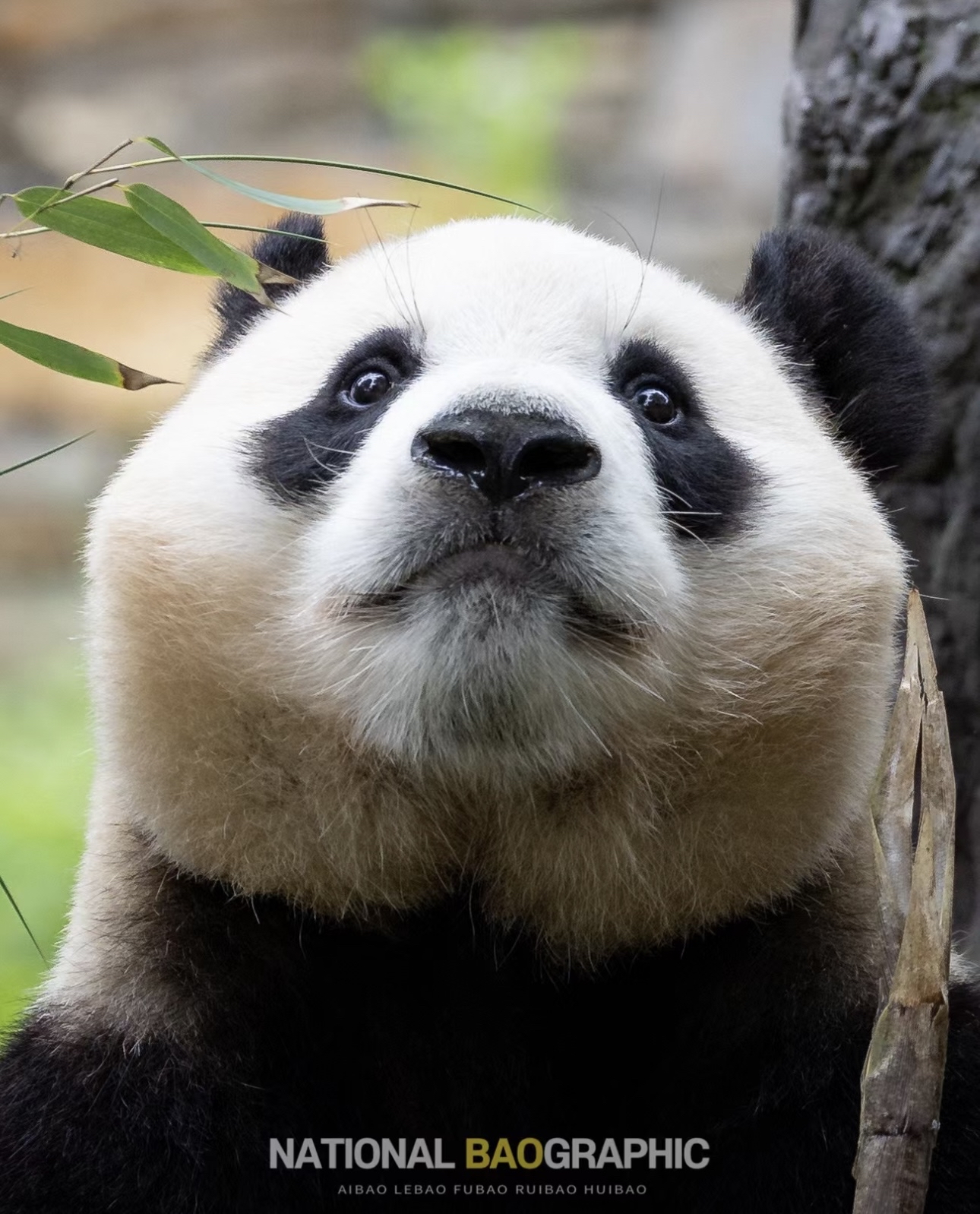 还有标准的小鸟眼圈咱就是说怎么会有福宝这么貌美的大熊猫啊?