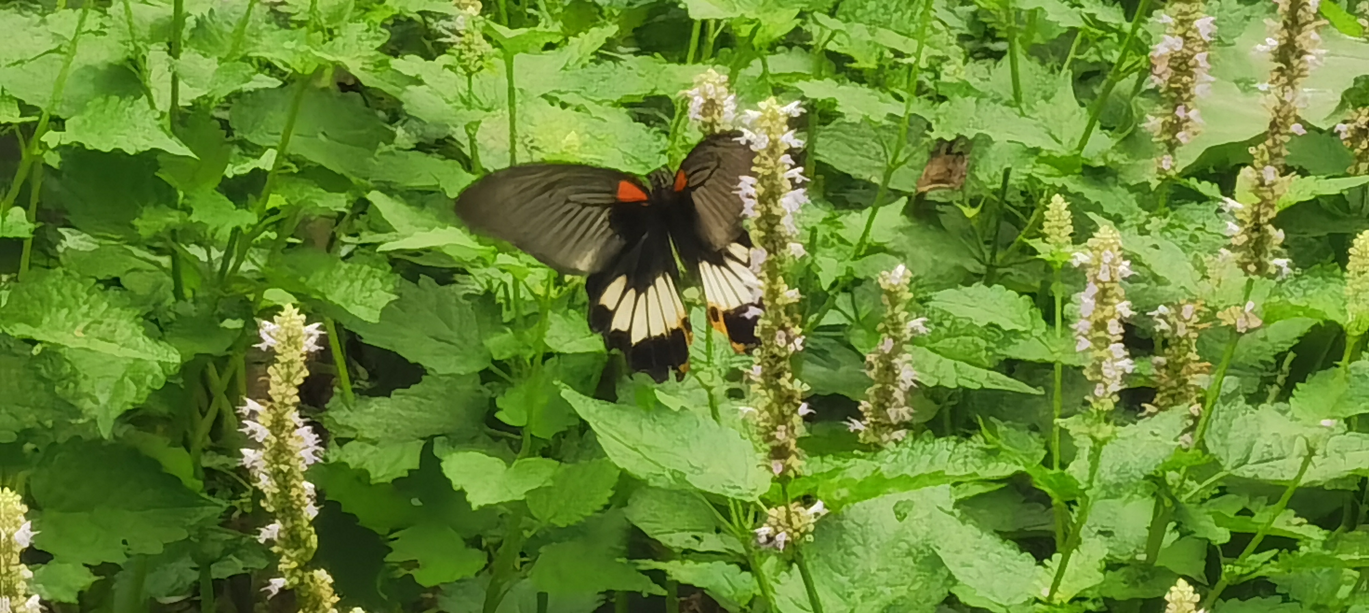 看看到一直正在采花粉的大蝴蝶,也不知道是什么品种.
