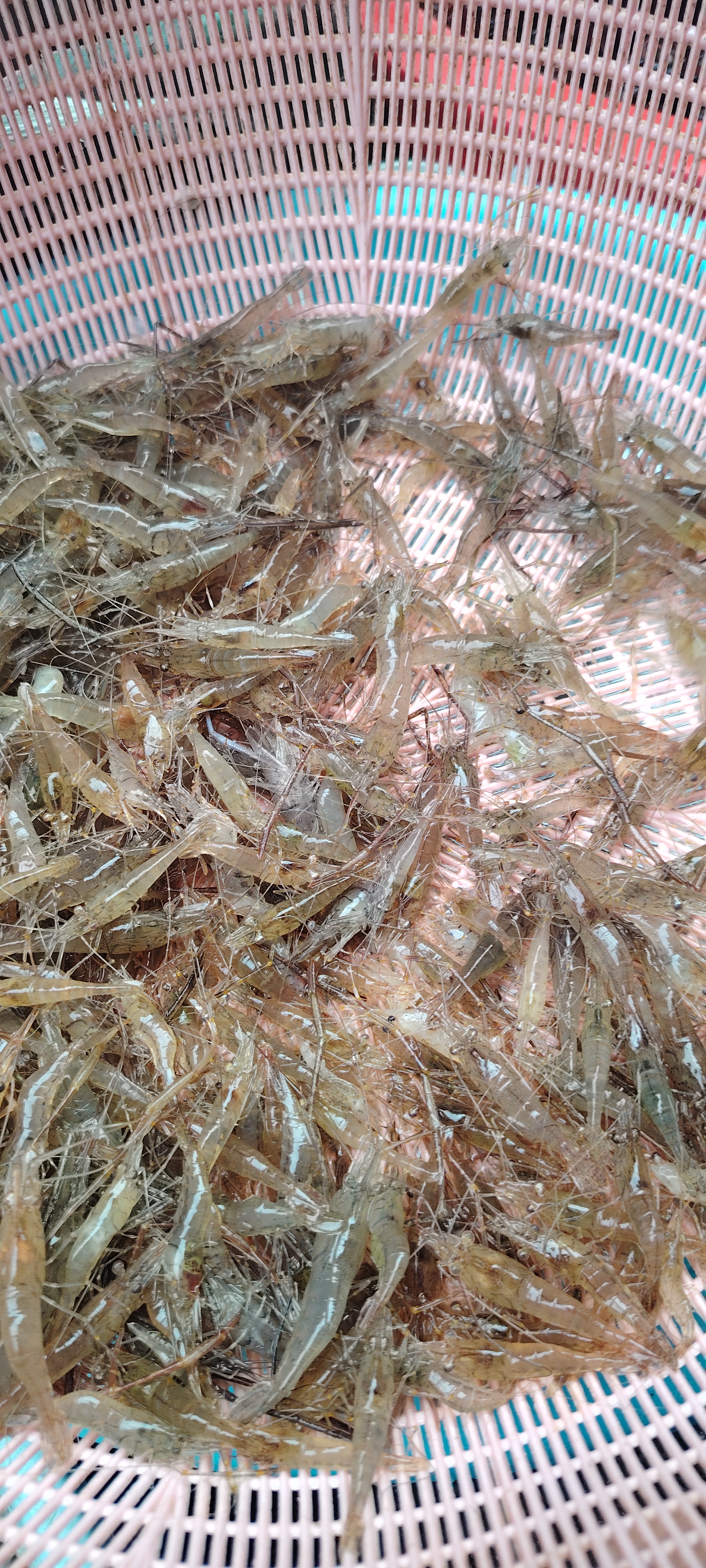 还记得十几年前,这种河虾在我们当地只要3块5一斤,因为当时我边上有一