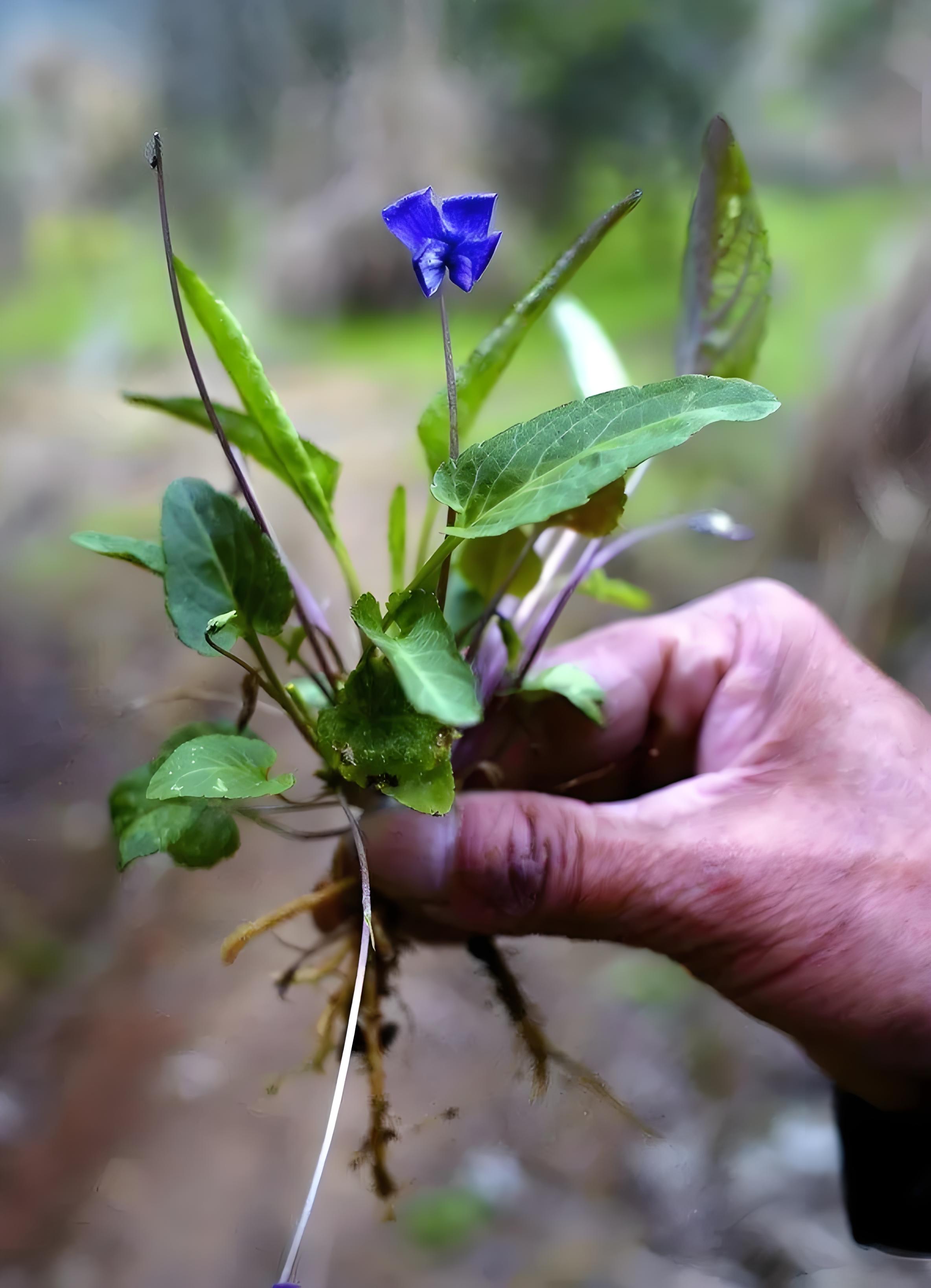 犁头草,又叫紫花地丁,外号"万能解毒王",到底神奇在哪里?