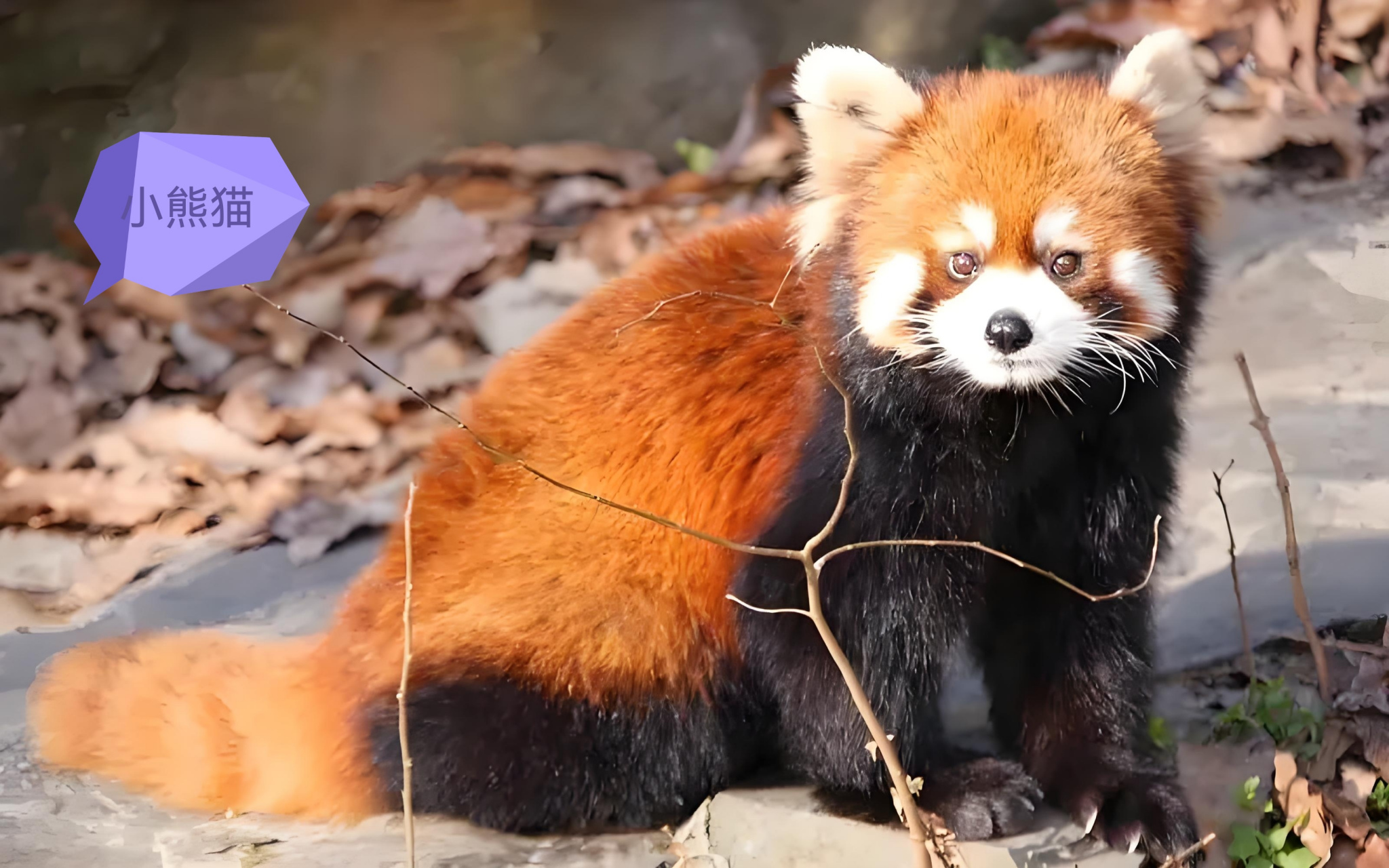 花果狸图片