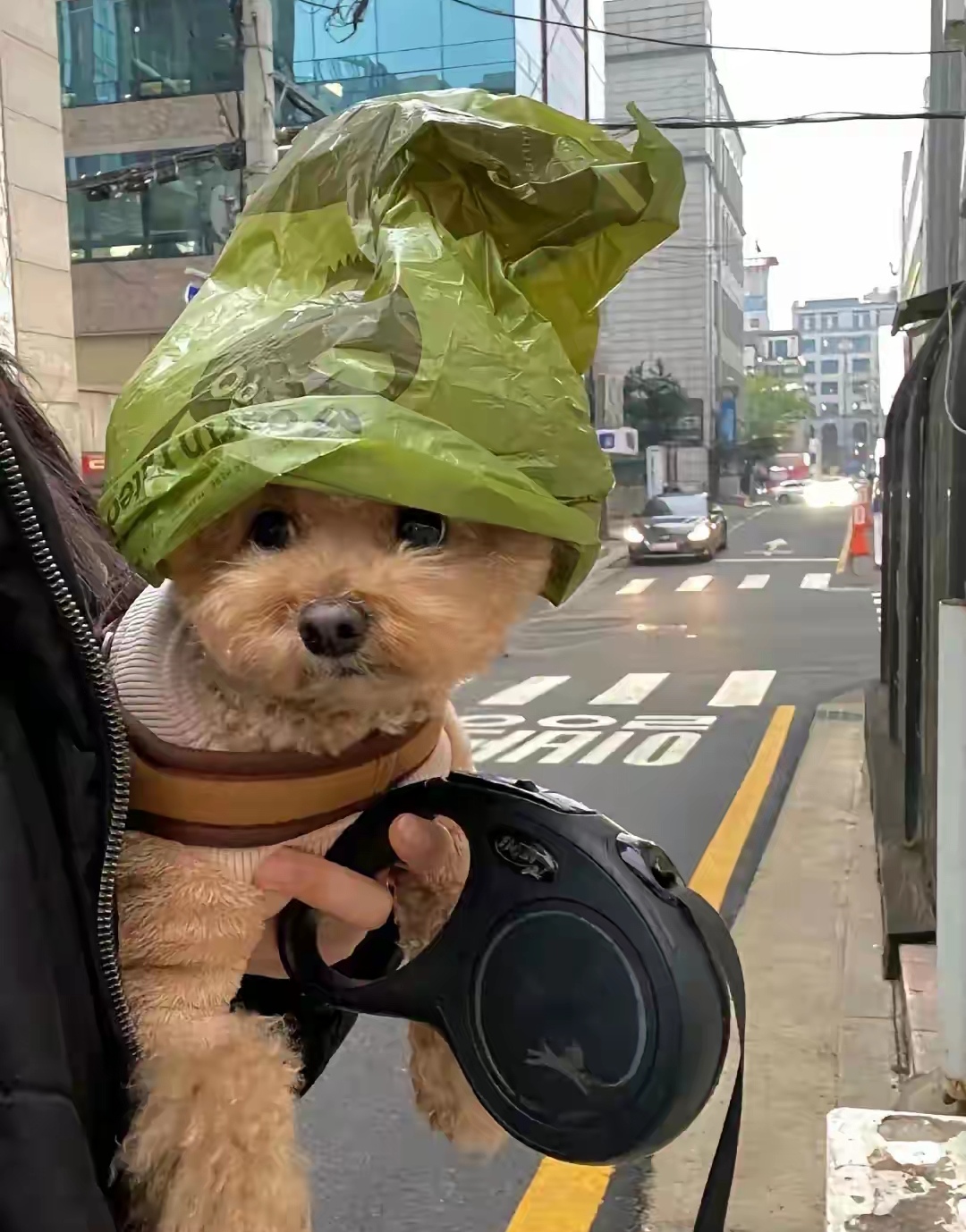 狗狗的颜值也太高了吧随便套个塑料袋都那么好看