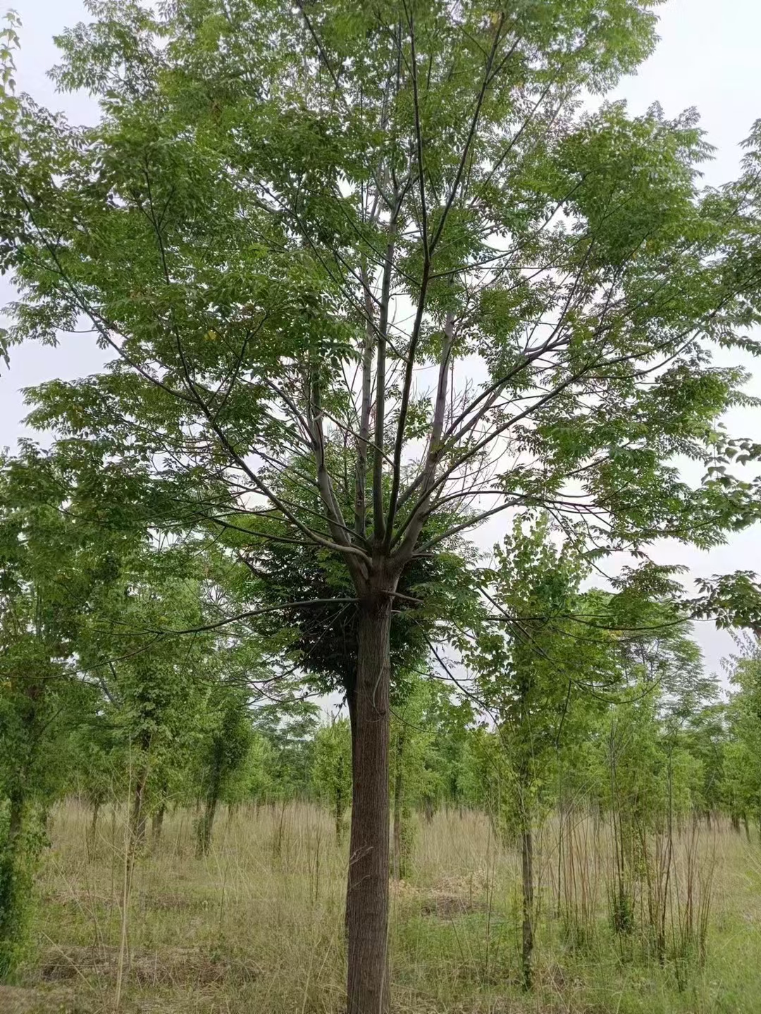 苦楝对土壤要求不严,在酸性土,中性土与石灰岩地区均能生长,但最好是