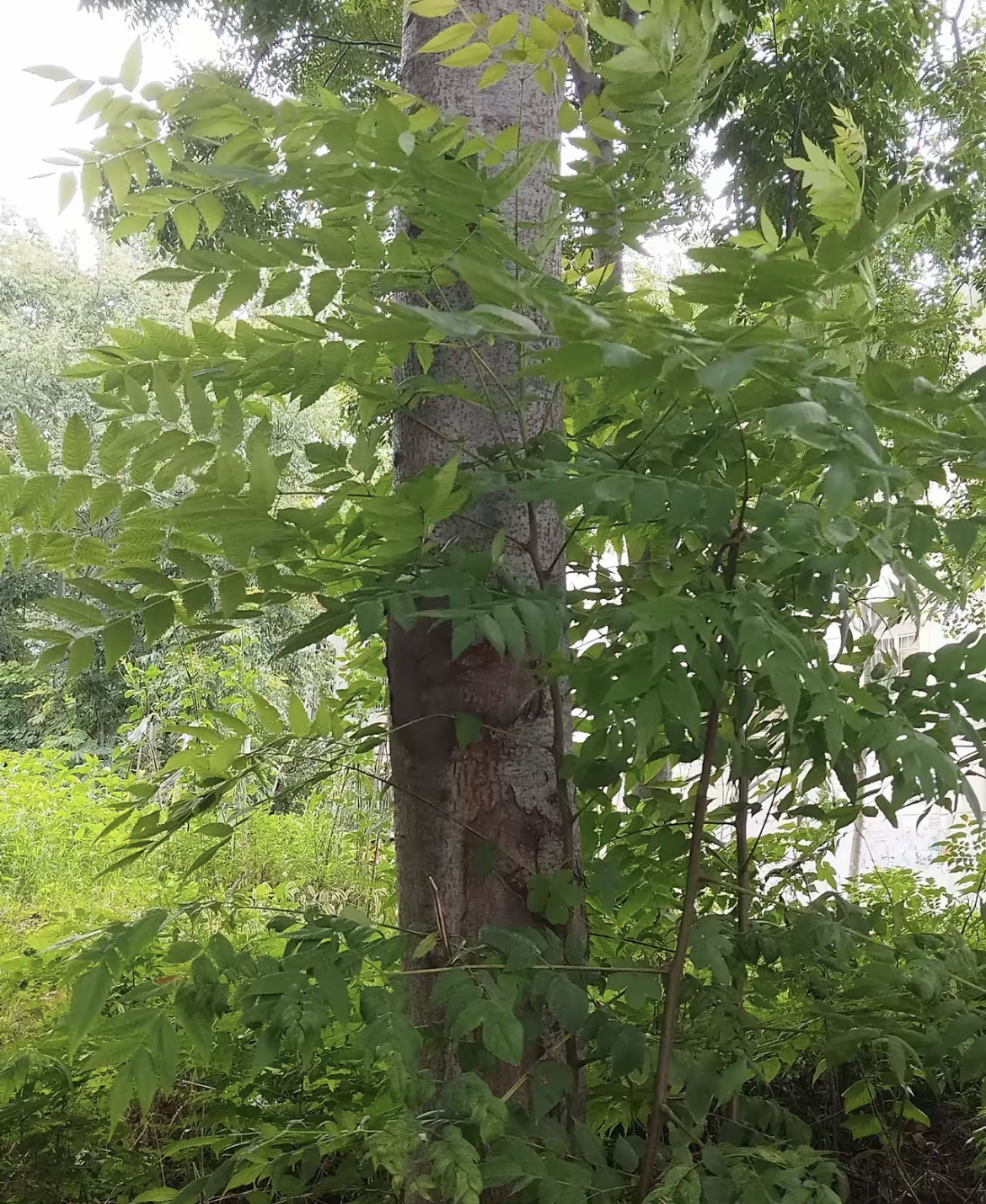 机械设备网站seo优化_机械优化软件_机械优化设计是什么